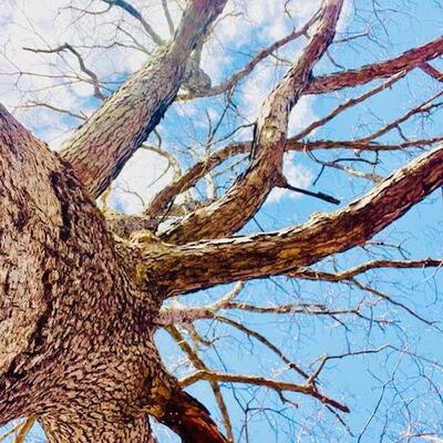 Treetop Views
