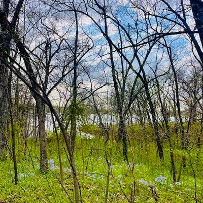 Wildflower Walk