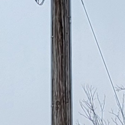 Willis Siren
