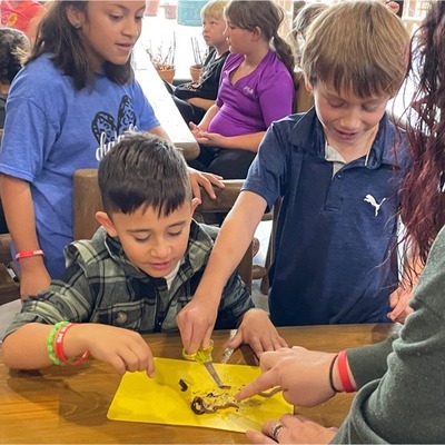 Students eagerly participating in a worm dissection during the field trip provided by Charger PTO.