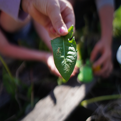 We released the praying mantis babies.  There were A LOT!