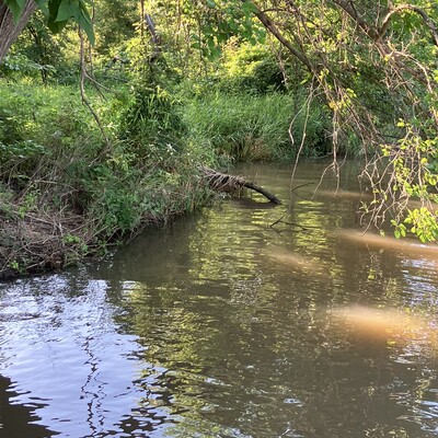 Creeping along the creek.