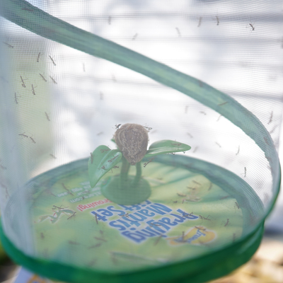 And then our insects emerged!