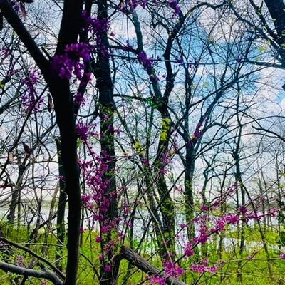 Sensations of Spring
