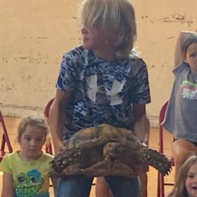 How heavy is a tortoise?
